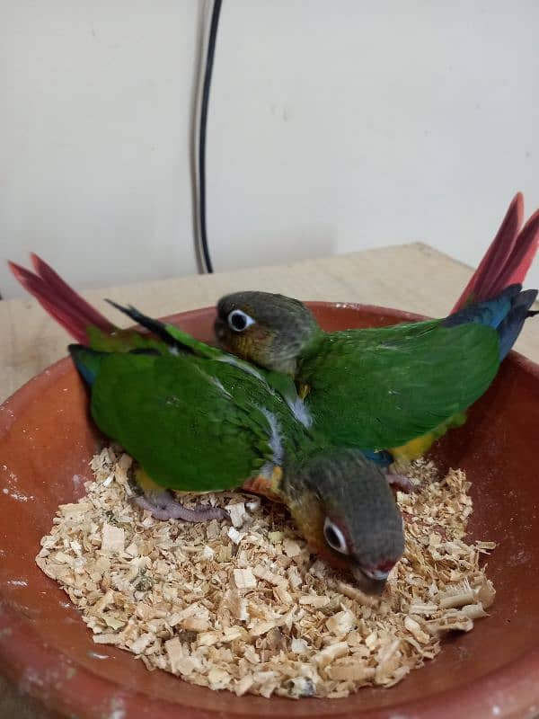 high red conure babies/chicks parrot 17