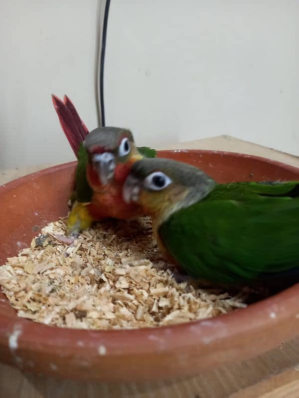 high red conure babies/chicks parrot 18