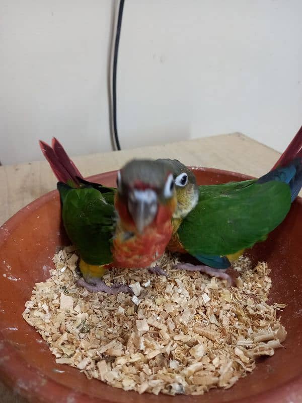 high red conure babies/chicks parrot 19