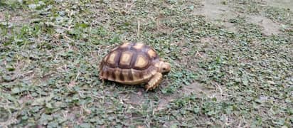 Tortoise