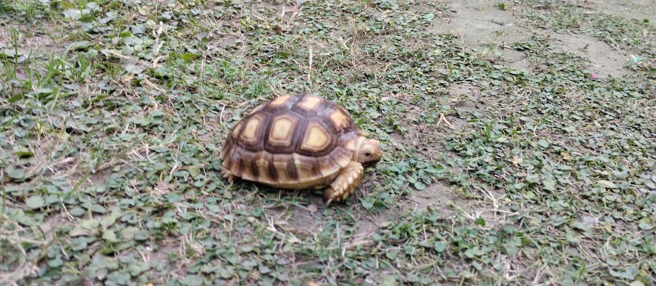 Tortoise 0