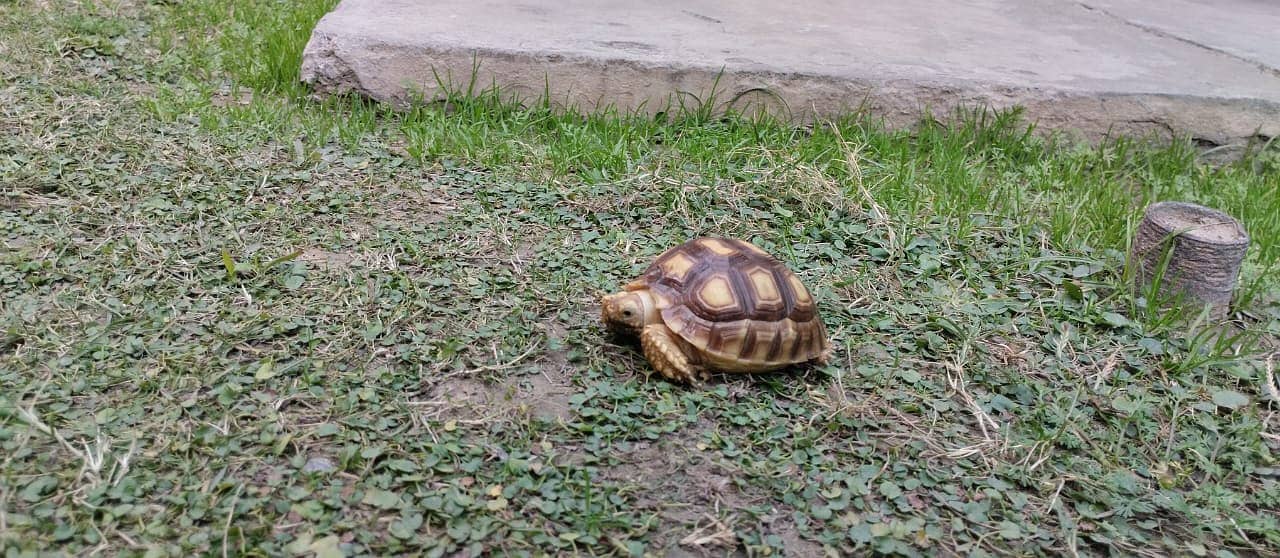 Tortoise 1