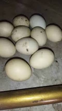 aseel egg