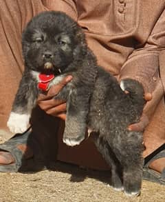 Kurdish kangal dog' male age 2 month havey bone for sale