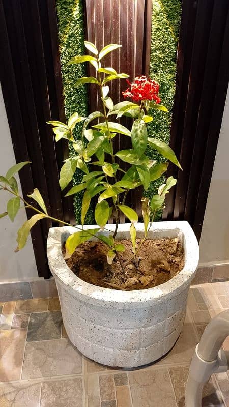 Precast outdoor garden cement planter flower pot 2