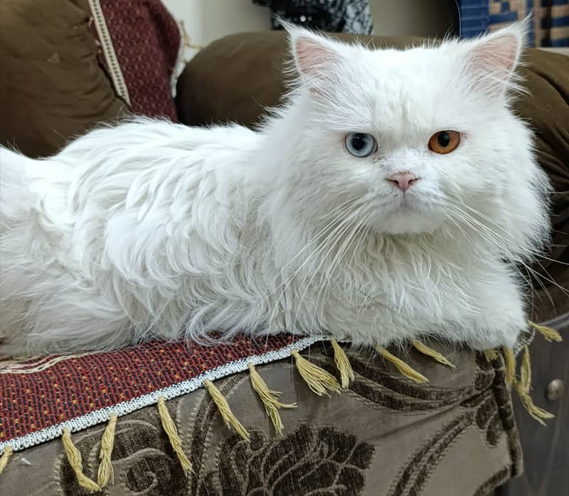 Persian Odd Eyes for Stud long coat 0