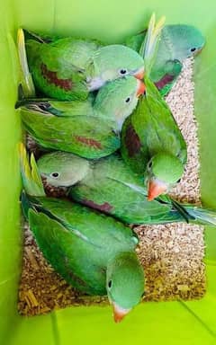 raw parrot for sale