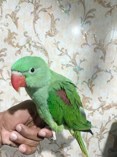 raw parrot for sale 1