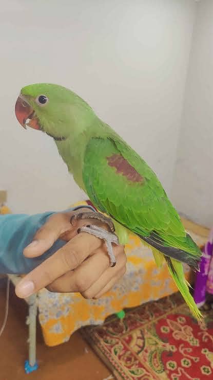 raw parrot for sale 2