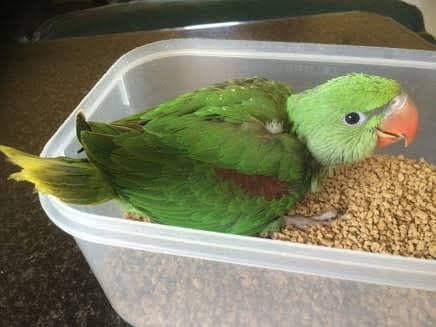 raw parrot for sale 3