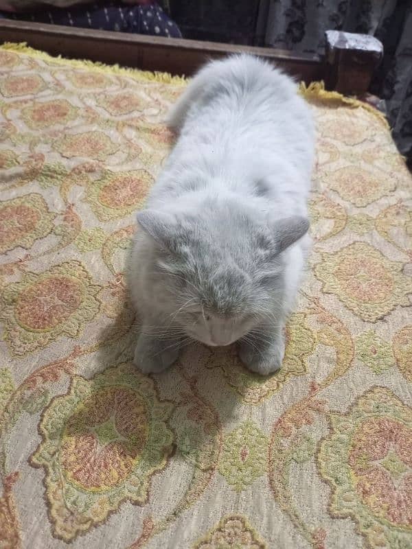 pure Persian cat 2