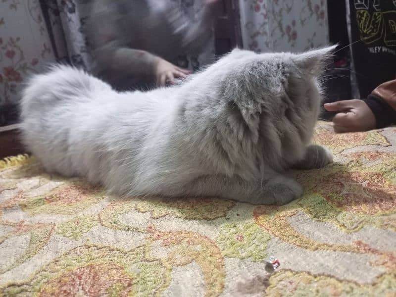 pure Persian cat 5