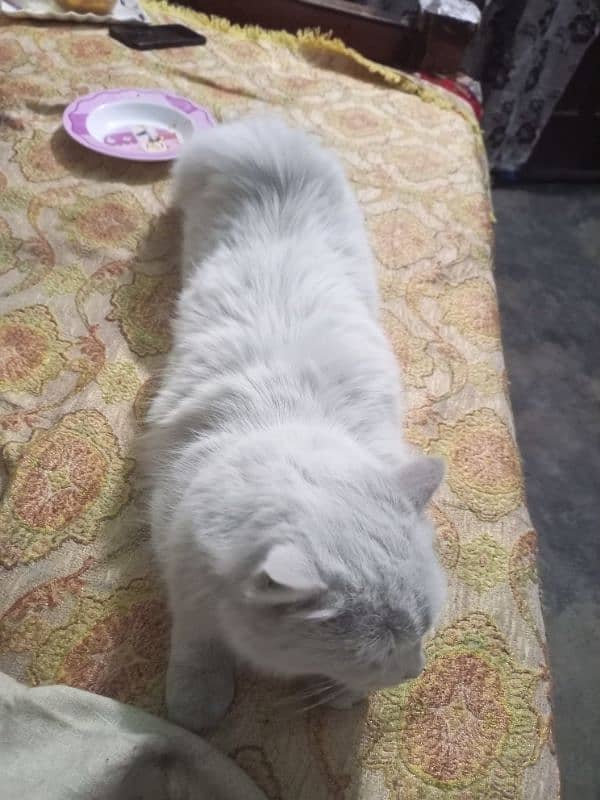 pure Persian cat 6