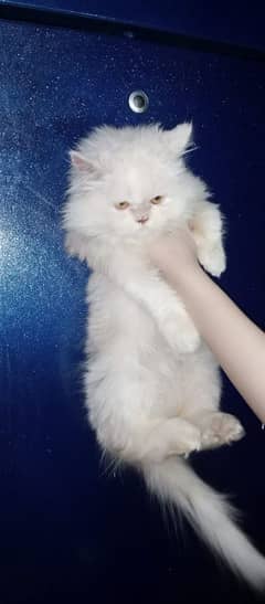 Persian white kitten available