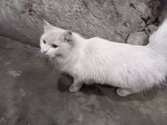 pure Persian cat