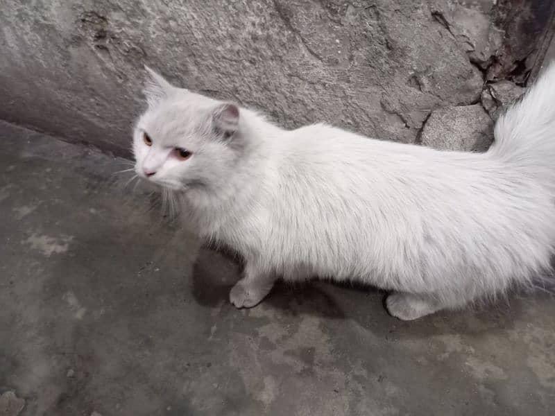 pure Persian cat 0