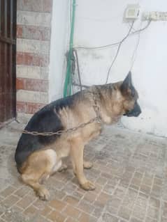 single kot German shepherd