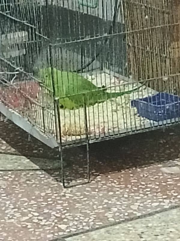 Green PARROT MITHO ko Male and Female 1