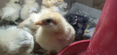 White Buff Chicks Avail For Sale . .