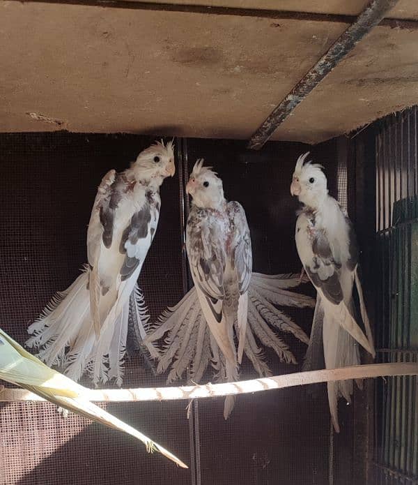 3 Cocktail Chicks & Love Bird Pair 0