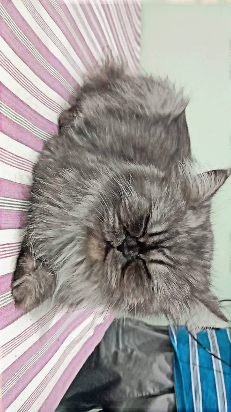 Extreme Punch Triple Coted grey hair Persian cat 1