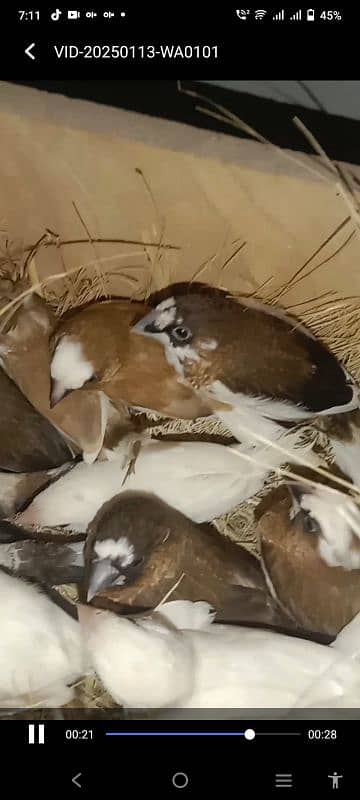 Benglies finches Breeder  pairs available 3