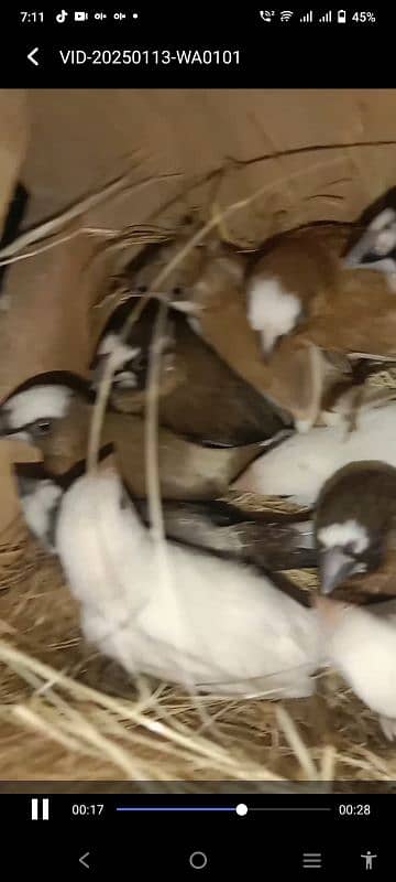 Benglies finches Breeder  pairs available 4