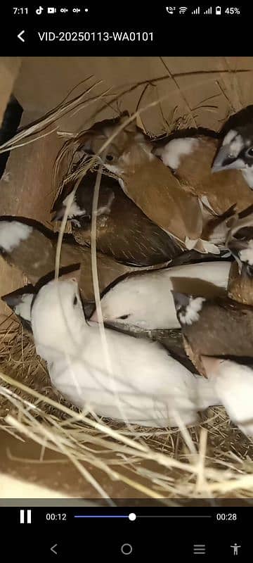 Benglies finches Breeder  pairs available 5