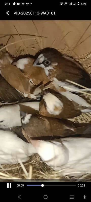 Benglies finches Breeder  pairs available 6