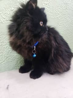 Persian cat urgent sale