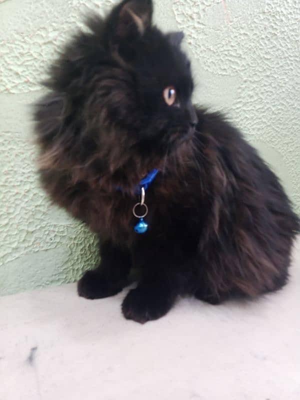 Persian cat urgent sale 0