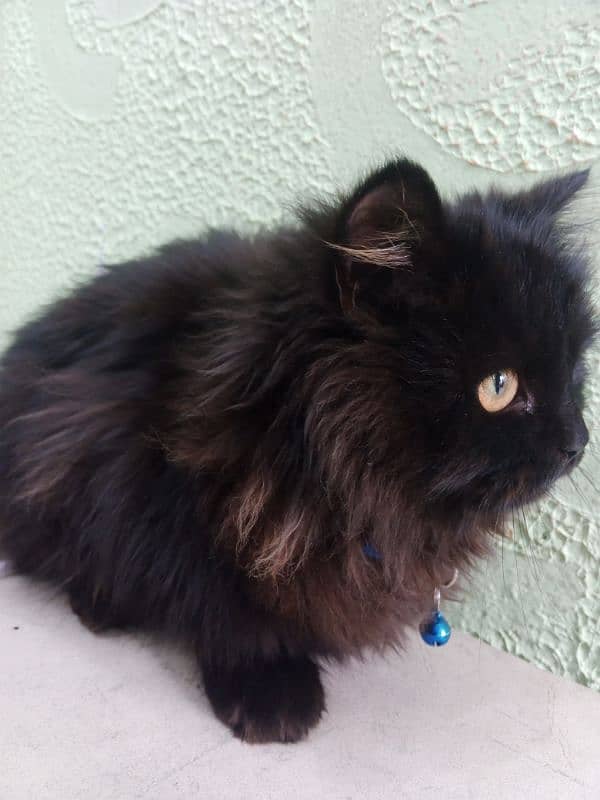 Persian cat urgent sale 2