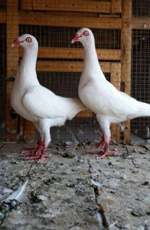 Danish breeder pair exchange with fancy pigeons 0