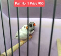 Zebra Finch Different Mutation Pairs Available