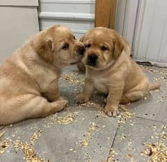 Microchipped Pedigree Labrador Puppy