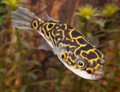 Eye spot Puffer Fish