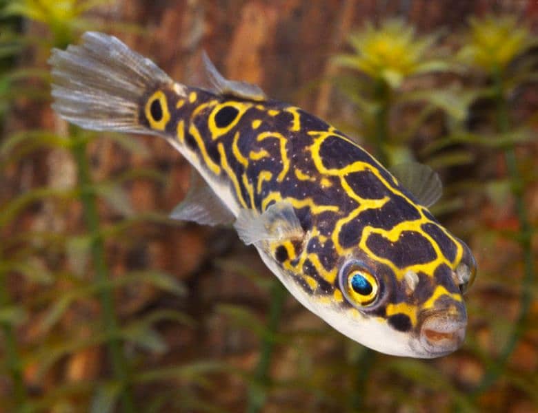 Eye spot Puffer Fish 0