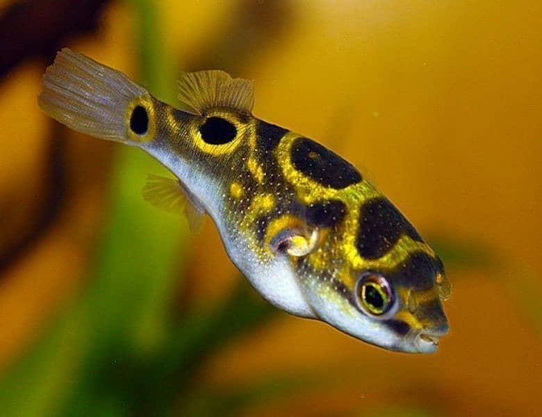 Eye spot Puffer Fish 1