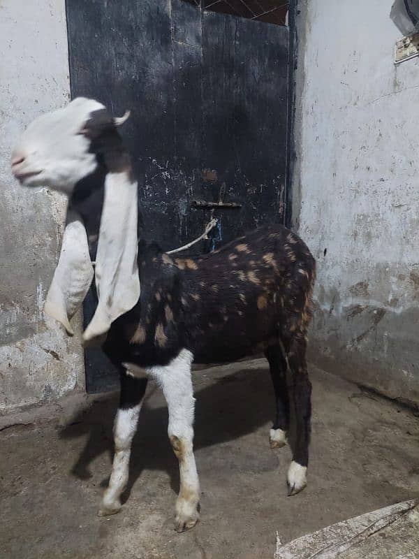 Goat For sale. Gulabi Ajrak Print chamba Face 3