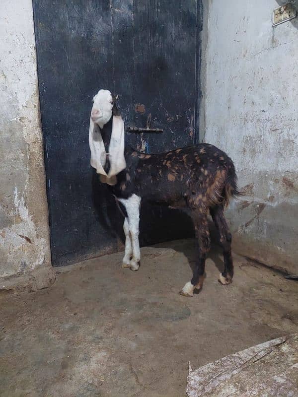 Goat For sale. Gulabi Ajrak Print chamba Face 4