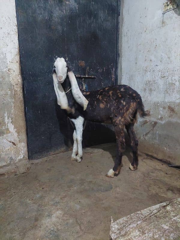 Goat For sale. Gulabi Ajrak Print chamba Face 6