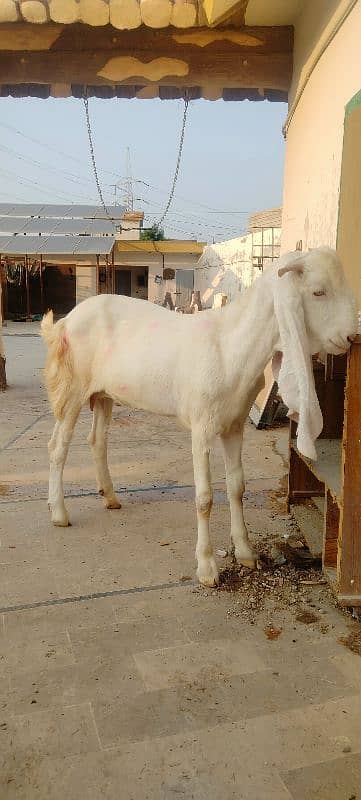 PUre- Gulabi Bakri for sale- Healthy and Active 0