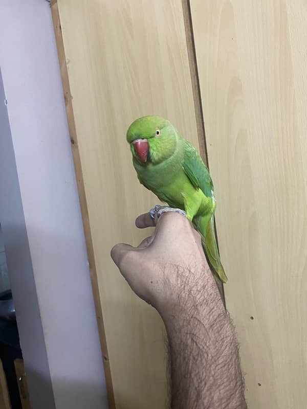 Parrot ringneck nice tamed talkative 0