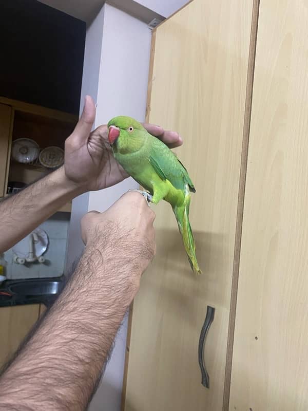 Parrot ringneck nice tamed talkative 1