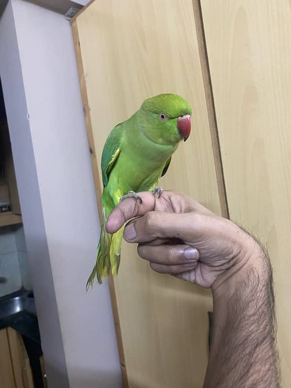 Parrot ringneck nice tamed talkative 2