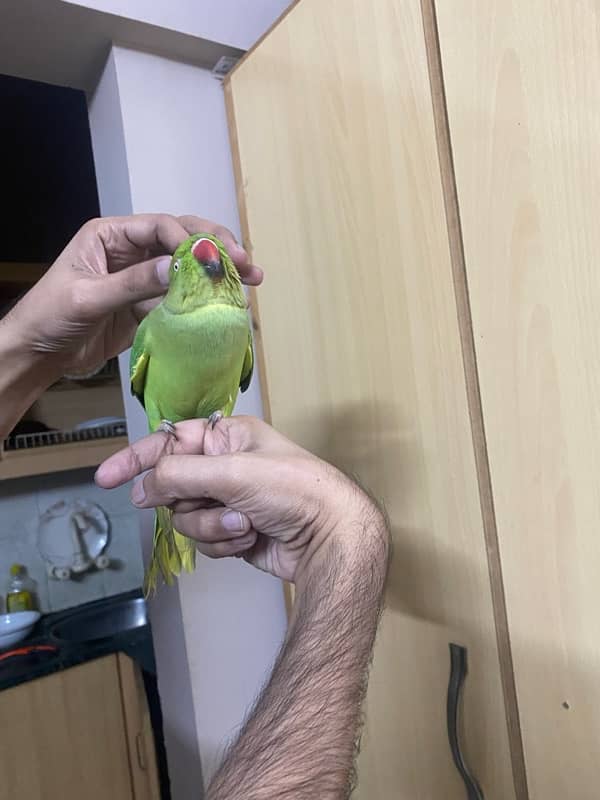 Parrot ringneck nice tamed talkative 3