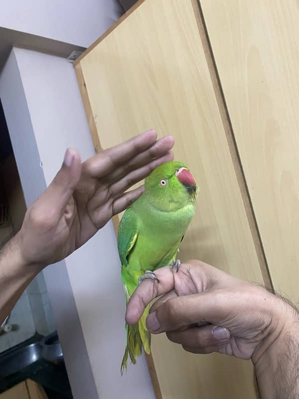 Parrot ringneck nice tamed talkative 4