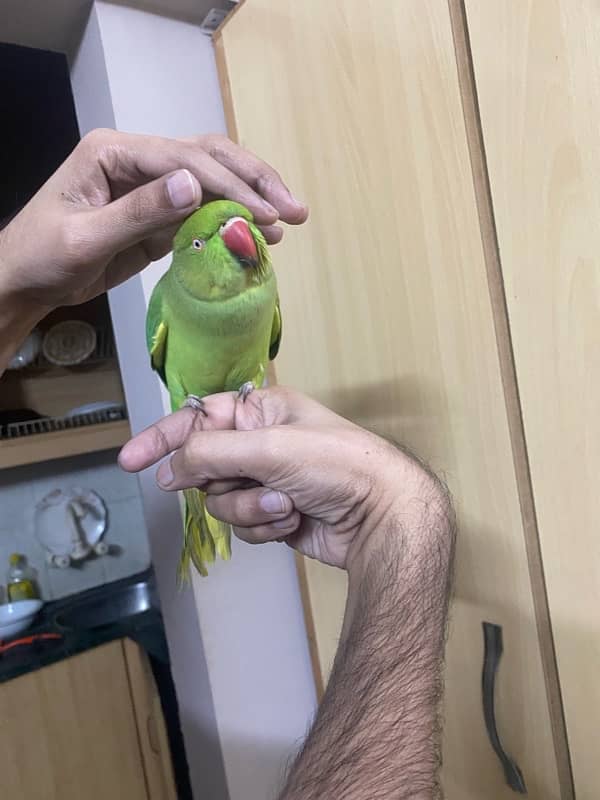 Parrot ringneck nice tamed talkative 5