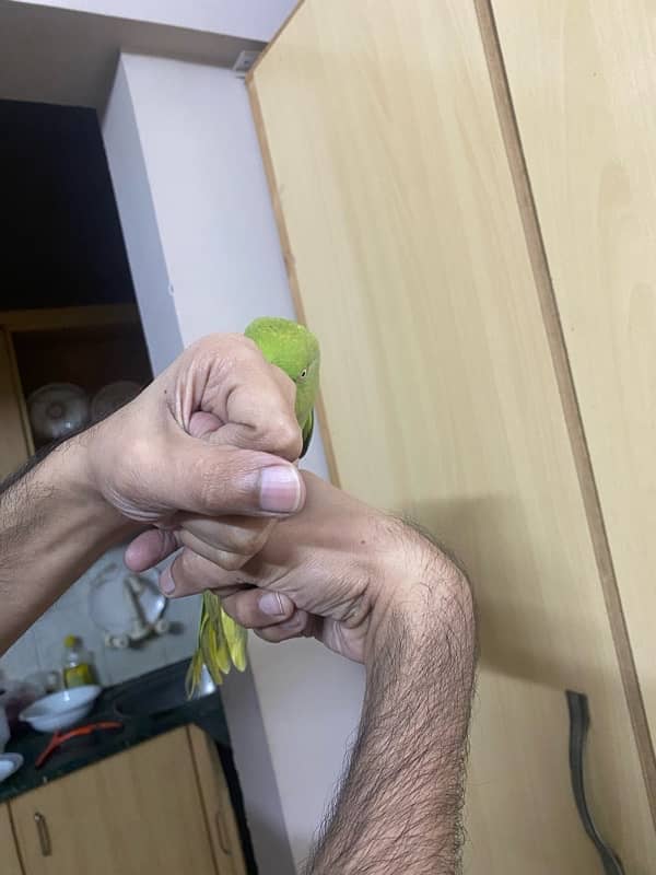 Parrot ringneck nice tamed talkative 6