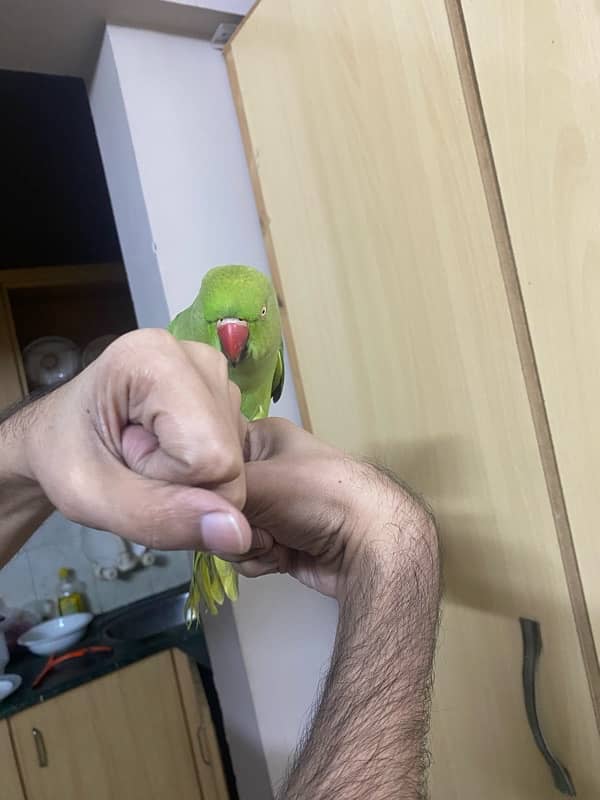 Parrot ringneck nice tamed talkative 7